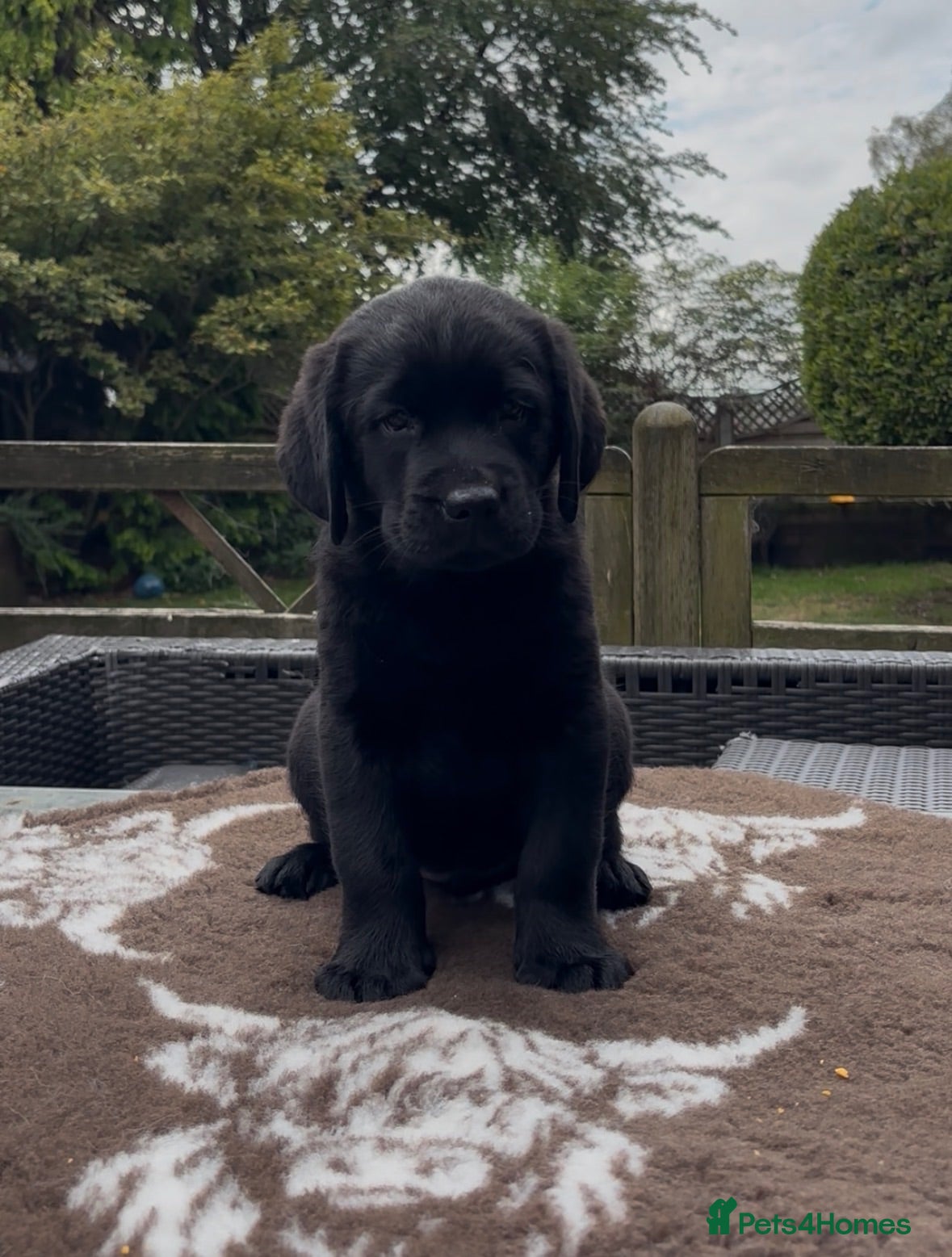 Labrador Retriever dogs Stunning Black & Yellow Show Pups - Advert 1