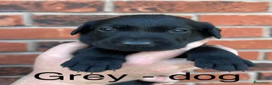Grey - dog