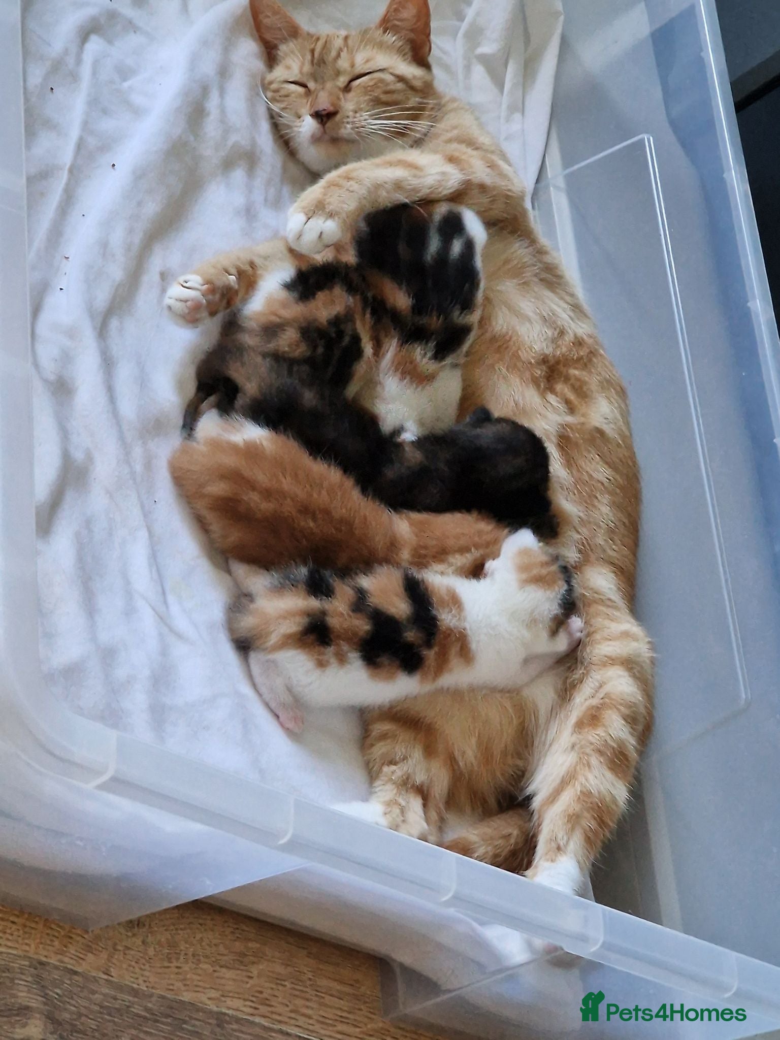 Mixed Breed cats Handsome Ginger Boy & Adorable Calico Girl - Advert 2