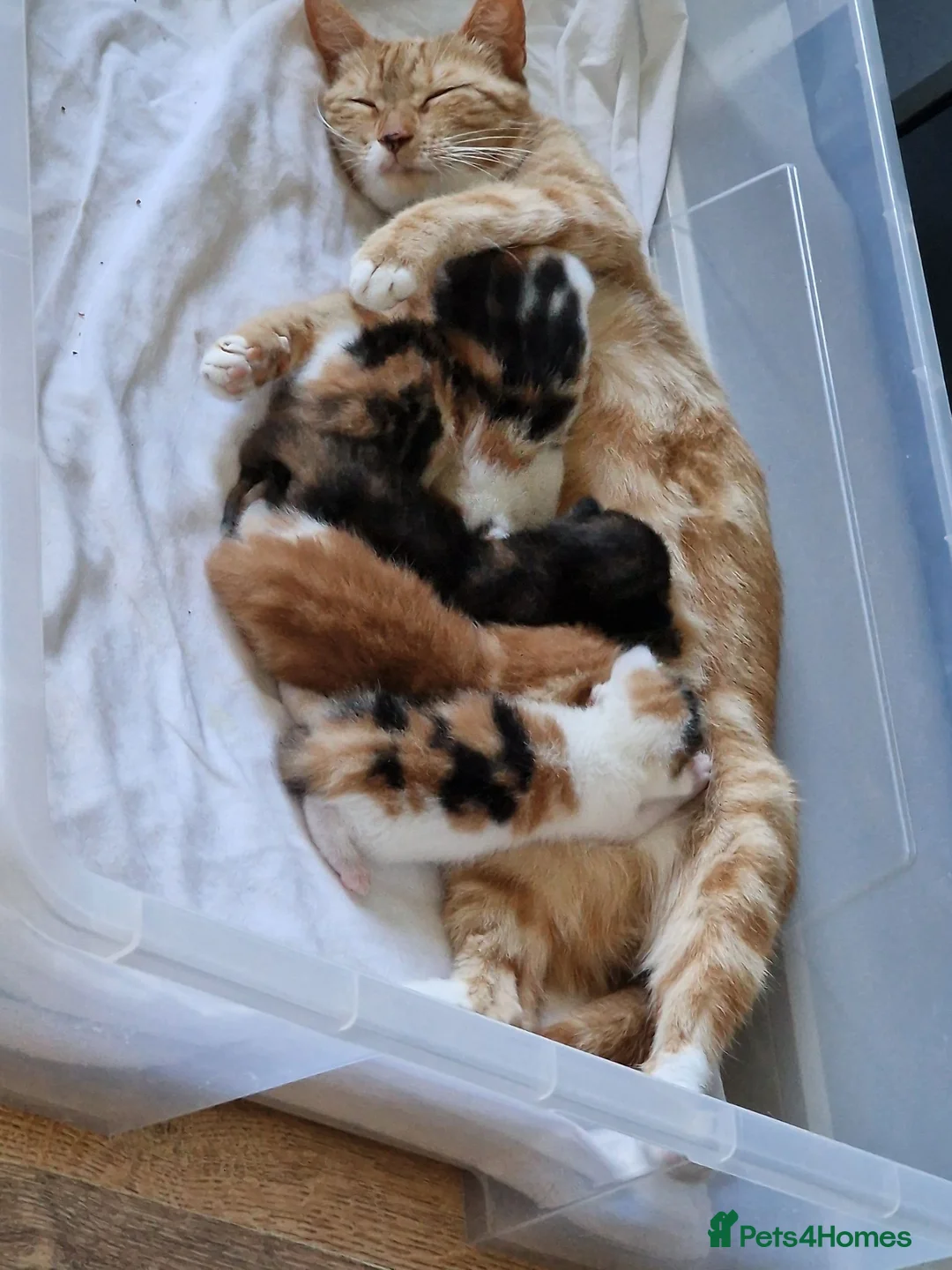 Mixed Breed cats for sale: Handsome Ginger Boy & Adorable Calico Girl - Advert 2