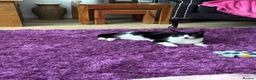 Mixed Breed cats for sale: Mavis - Advert 3