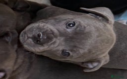 Staffordshire Bull Terrier dogs for sale: Stunning Staffordshire Bull Terrier pups   in Farnborough - Image 21