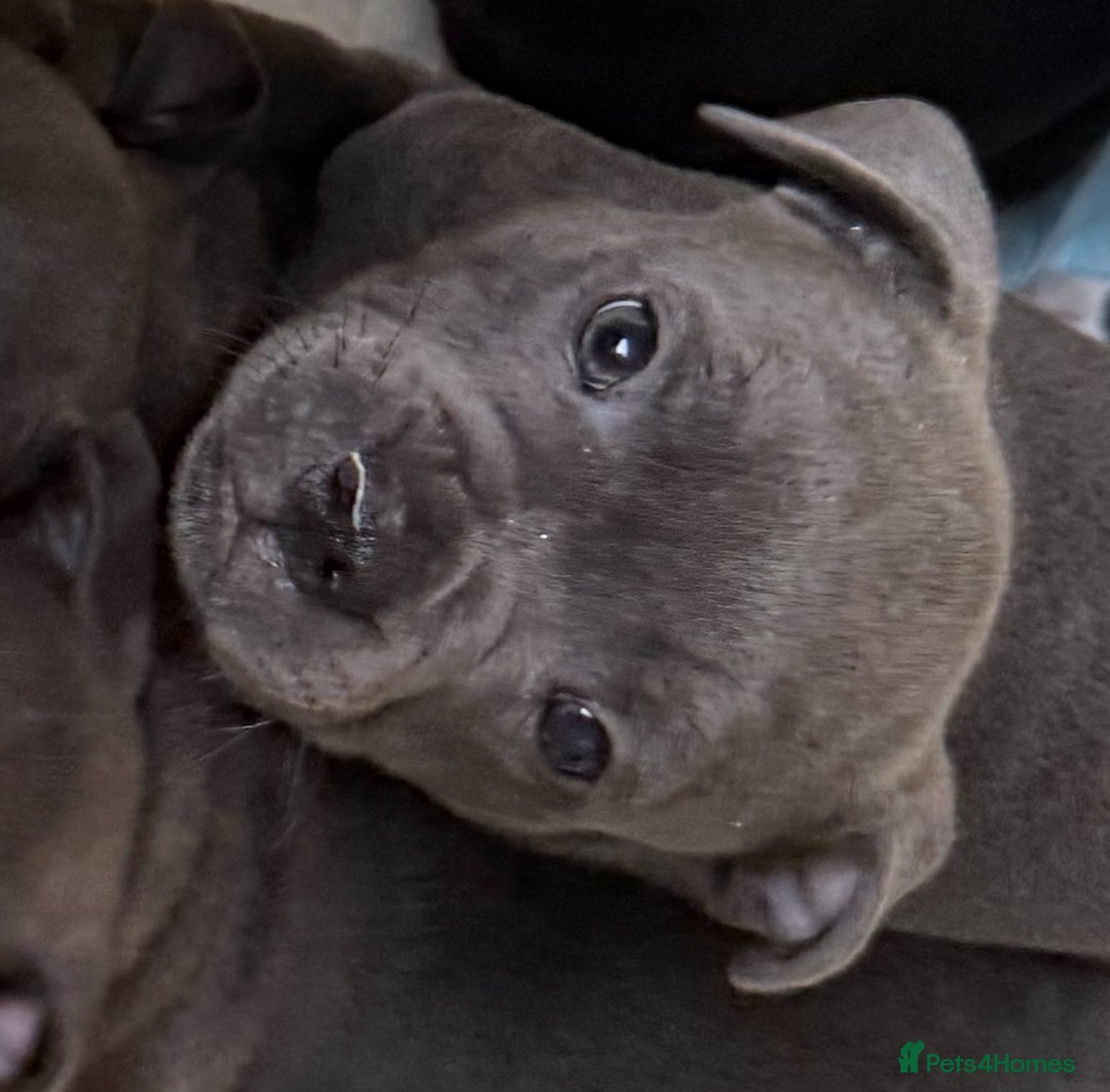 Staffordshire Bull Terrier dogs for sale: Stunning Staffordshire Bull Terrier pups   in Farnborough - Image 21