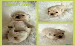 Shih Tzu dogs for sale: Stunning full Imperial Shih Tzu’s - Image 19