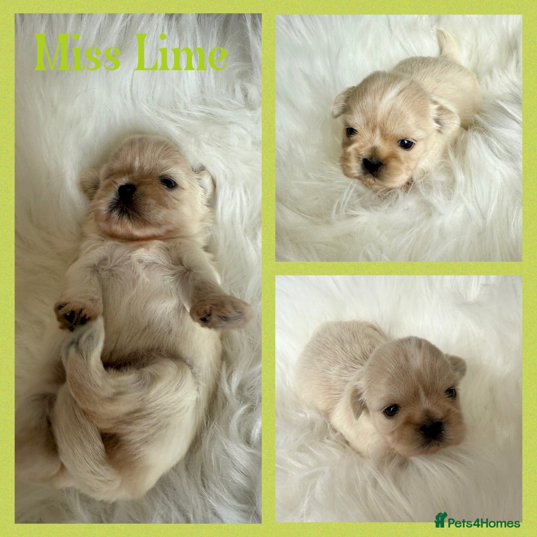 Shih Tzu dogs for sale: Stunning full Imperial Shih Tzu’s - Image 19
