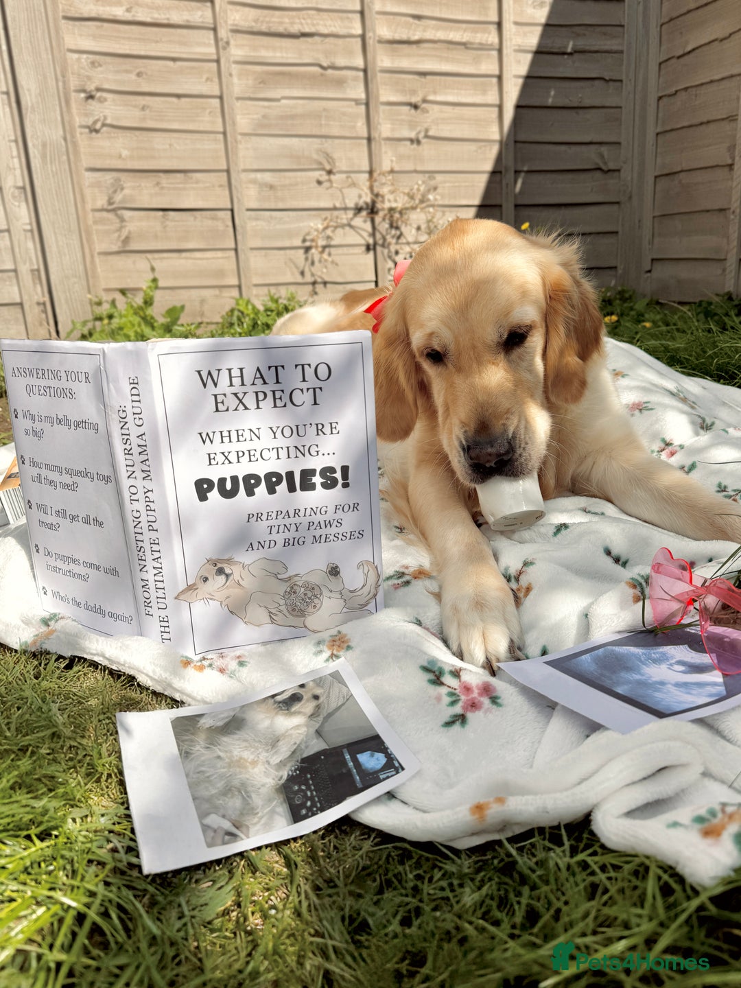 Golden Retriever dogs for sale: Litter Annoucement - GR puppies coming 24-09-2025 - Image 1