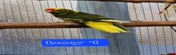 Parrots birds for sale: 5x kakarikis chicks ready now - Advert 18