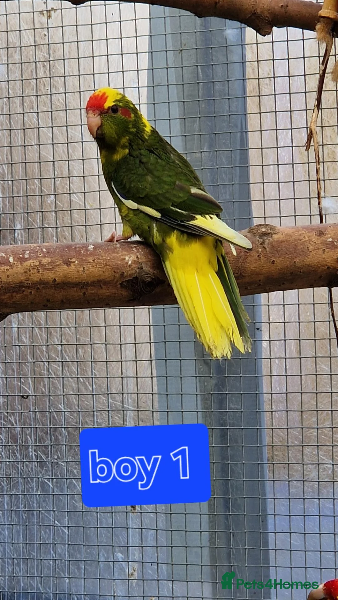 Parrots birds for sale: 5x kakarikis chicks ready now - Advert 18