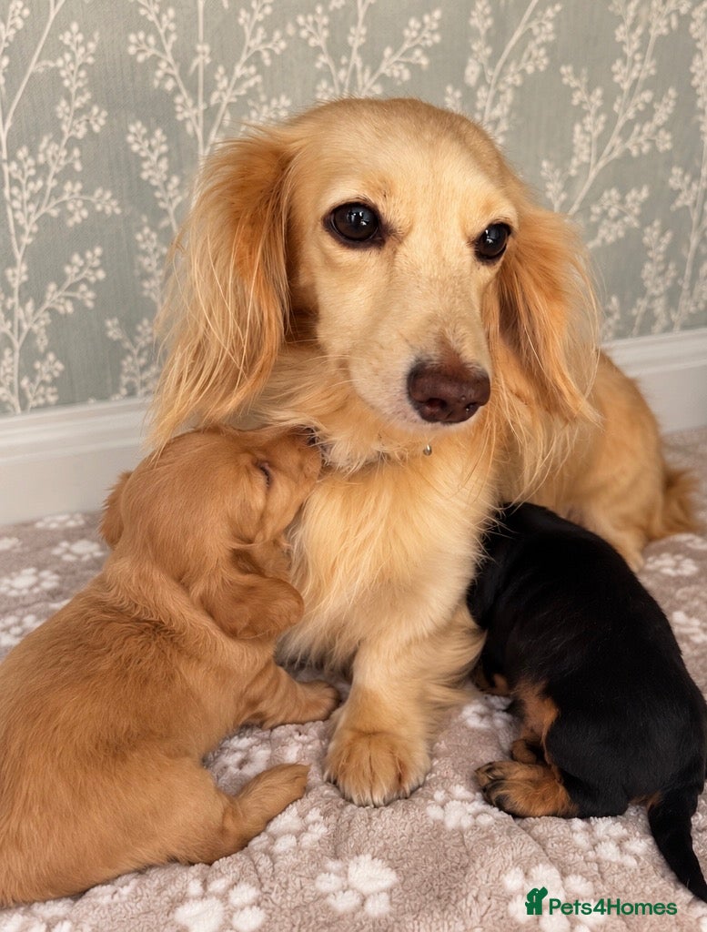 Doxiepoo dogs Doxiepoo puppies fully health tested parents  - Advert 1