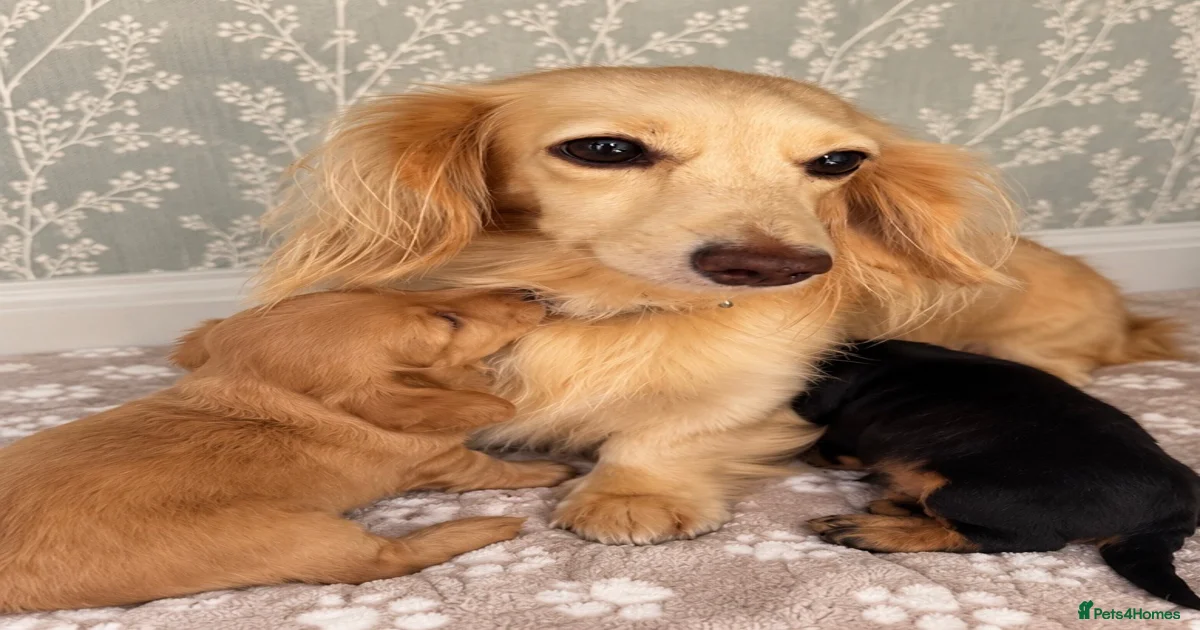 Puppies for sale in Poole, Dorset | Pets4Homes