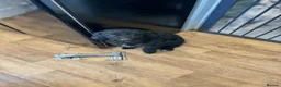 Cockapoo dogs for sale: 8 month old cockapoo - Advert 2
