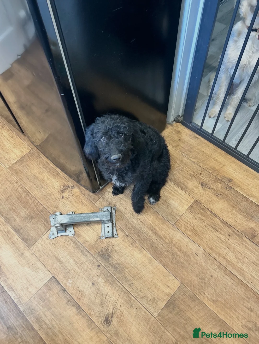 Cockapoo dogs for sale: 8 month old cockapoo - Advert 2