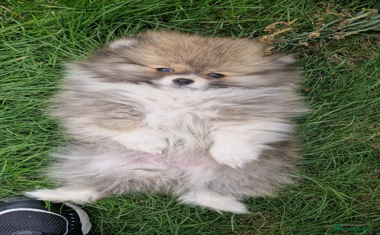 Pomeranian dogs - Advert 8