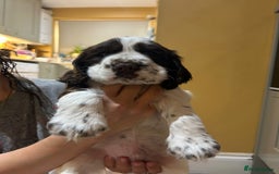 Cocker Spaniel dogs for sale: Beautiful Show Cocker Spaniels - Image 3
