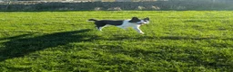 Border Collie dogs for sale: Bryn black and white collie - Advert 4