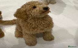 Labradoodle dogs for stud: Stud miniature labradoodle  - Image 2