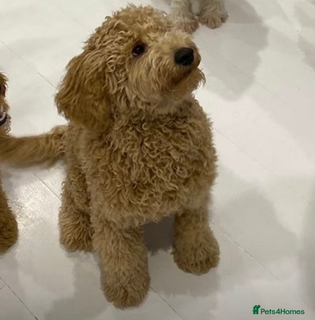 Labradoodle dogs for stud: Stud miniature labradoodle  - Image 2