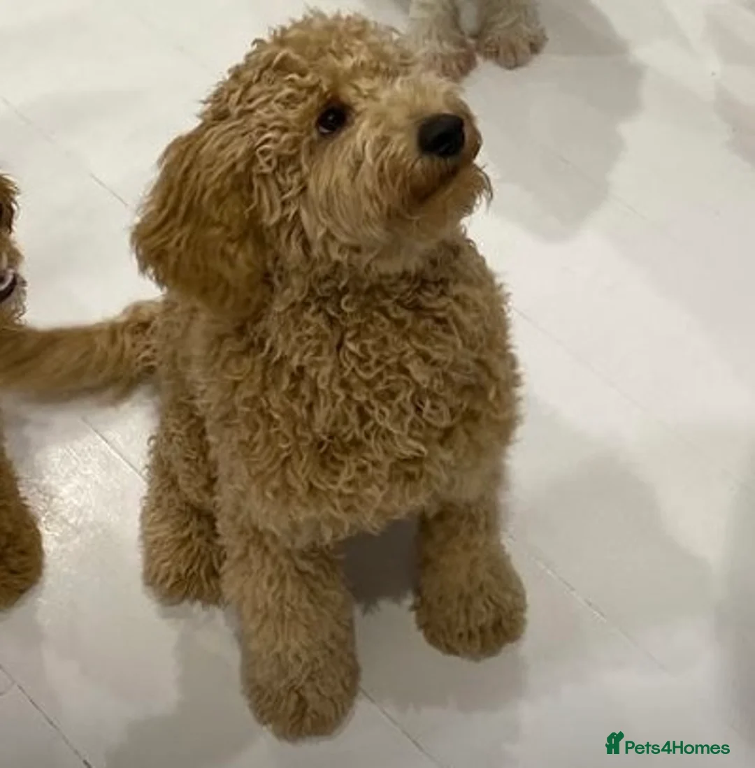 Labradoodle dogs for stud: Stud miniature labradoodle  - Advert 2