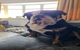 Olde English Bulldogge dogs for stud: Olde English Bulldogge (Black, white and brindle) - Image 13