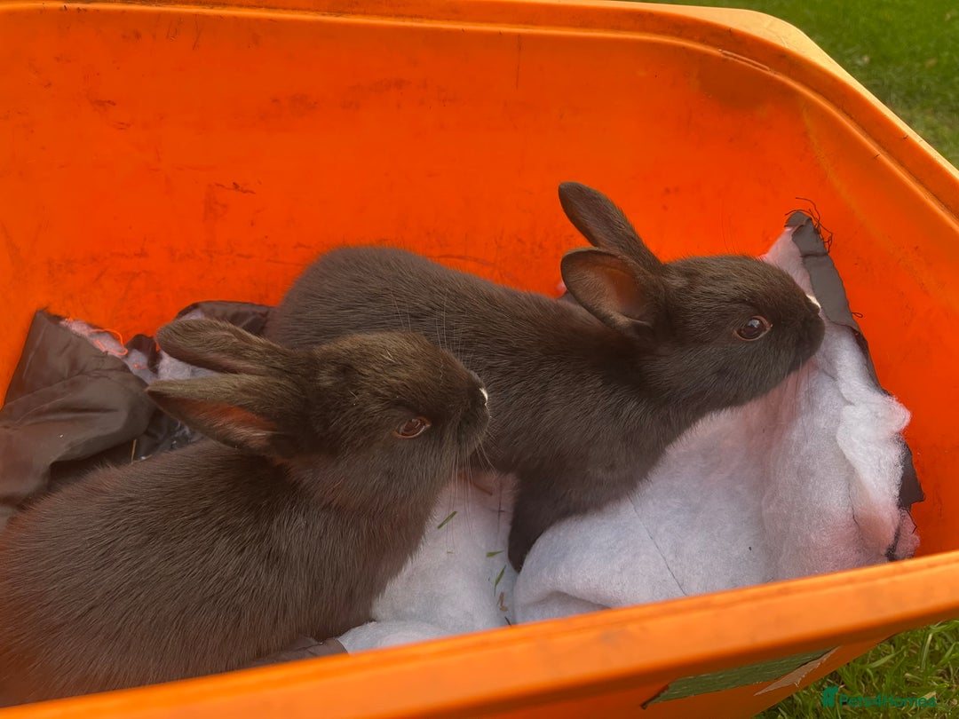 Rex rabbits for sale: 3 adorable bunnies for sale  - Image 1
