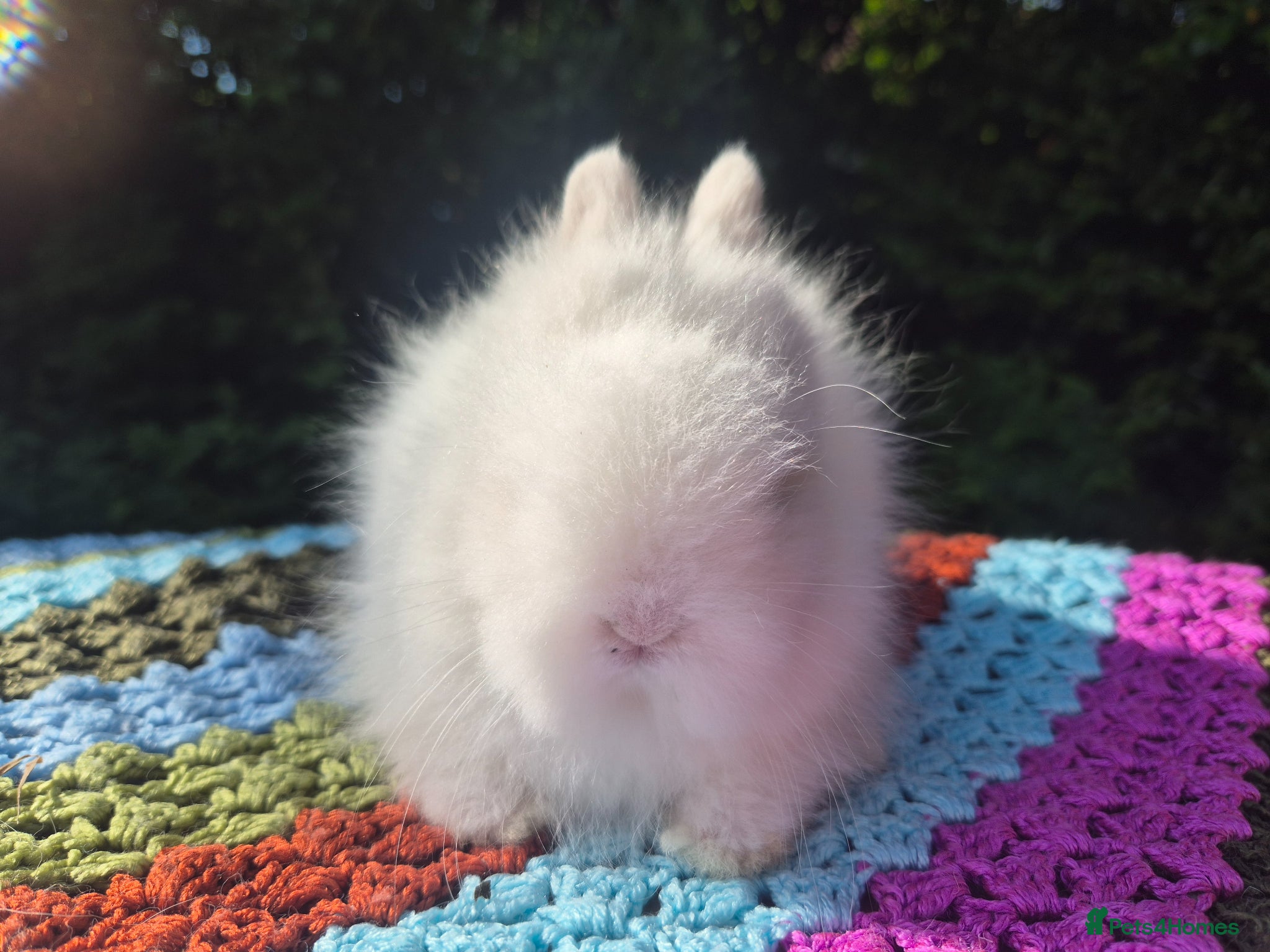 Angora rabbits 💙 STUNNING TEDDYDWERG BOY- PARENTS IMPORTED 💙 - Advert 2