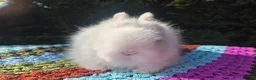 Angora rabbits for sale: 💓 STUNNING TEDDYDWERG BABIES- PARENTS IMPORTED 💙 - Advert 7