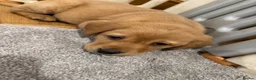Labrador Retriever dogs for sale: Dark fox red Labrador Retriever Puppies For Sale  in Corwen - Advert 11