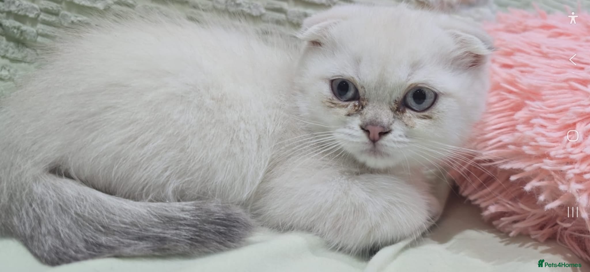 Scottish Fold cats for sale: READY SCOTTISH FOLD KITTENS (URGENT) - Advert 14