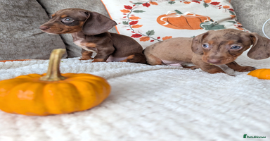 Miniature Dachshund dogs - Advert 6