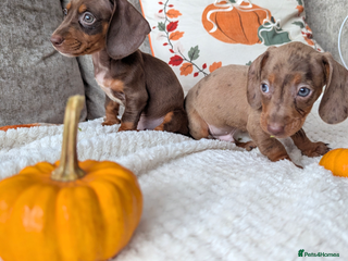 Miniature Dachshund dogs - Advert 4