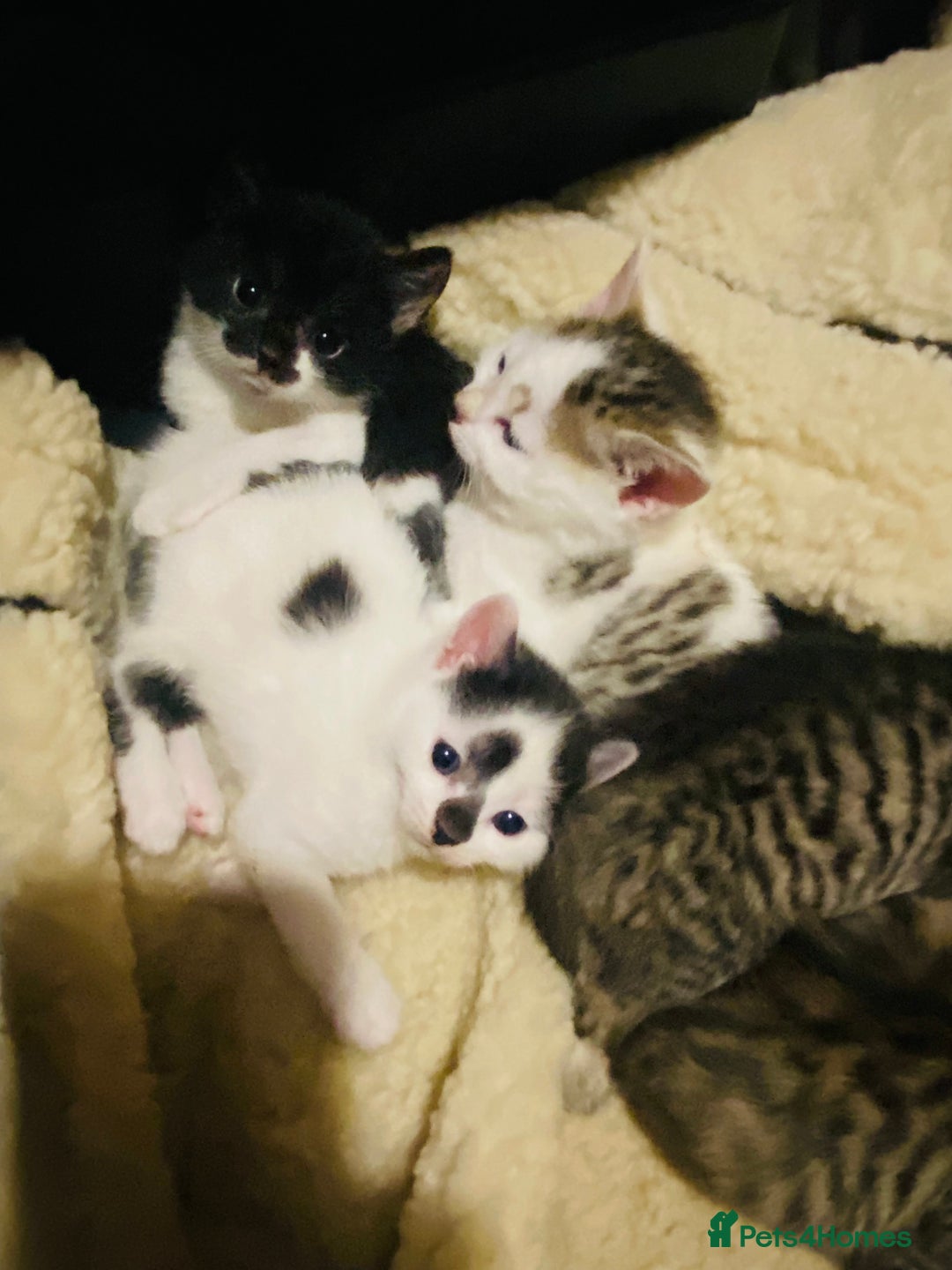 Mixed Breed cats for sale: Gorgeous Bengal x kittens - Advert 4