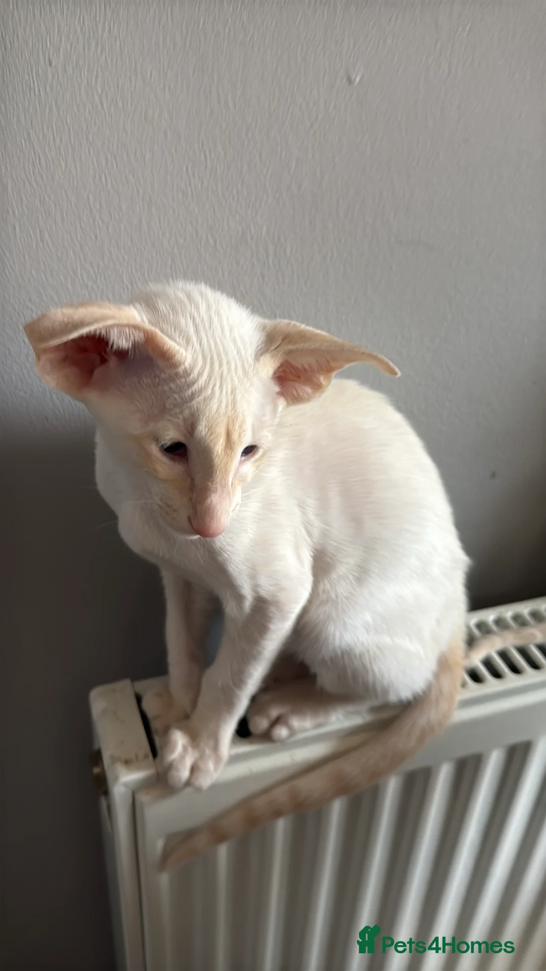 Siamese cats for sale: GCCF registered Siamese Boys - Advert 7