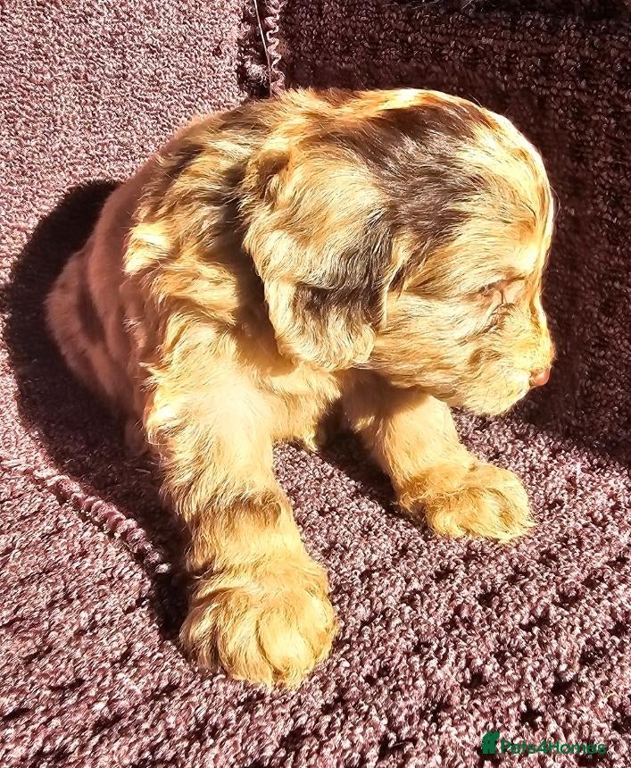 Cockapoo dogs for sale: F1 Cockerapoo puppies  - Advert 1