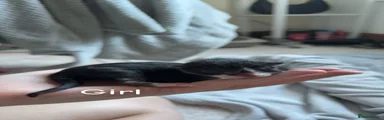 Domestic Shorthair 4
