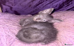 LaPerm cats for sale: 4 Stunning La perm cross kittens - Image 2