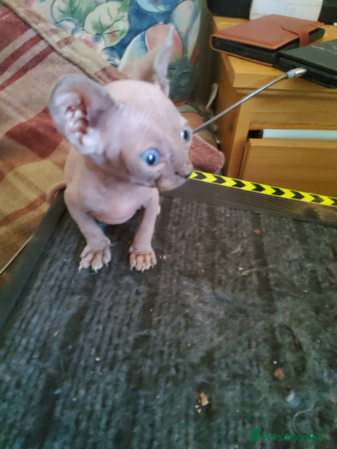Sphynx cats for sale: I would like a girl and a boy in one family. - Image 5