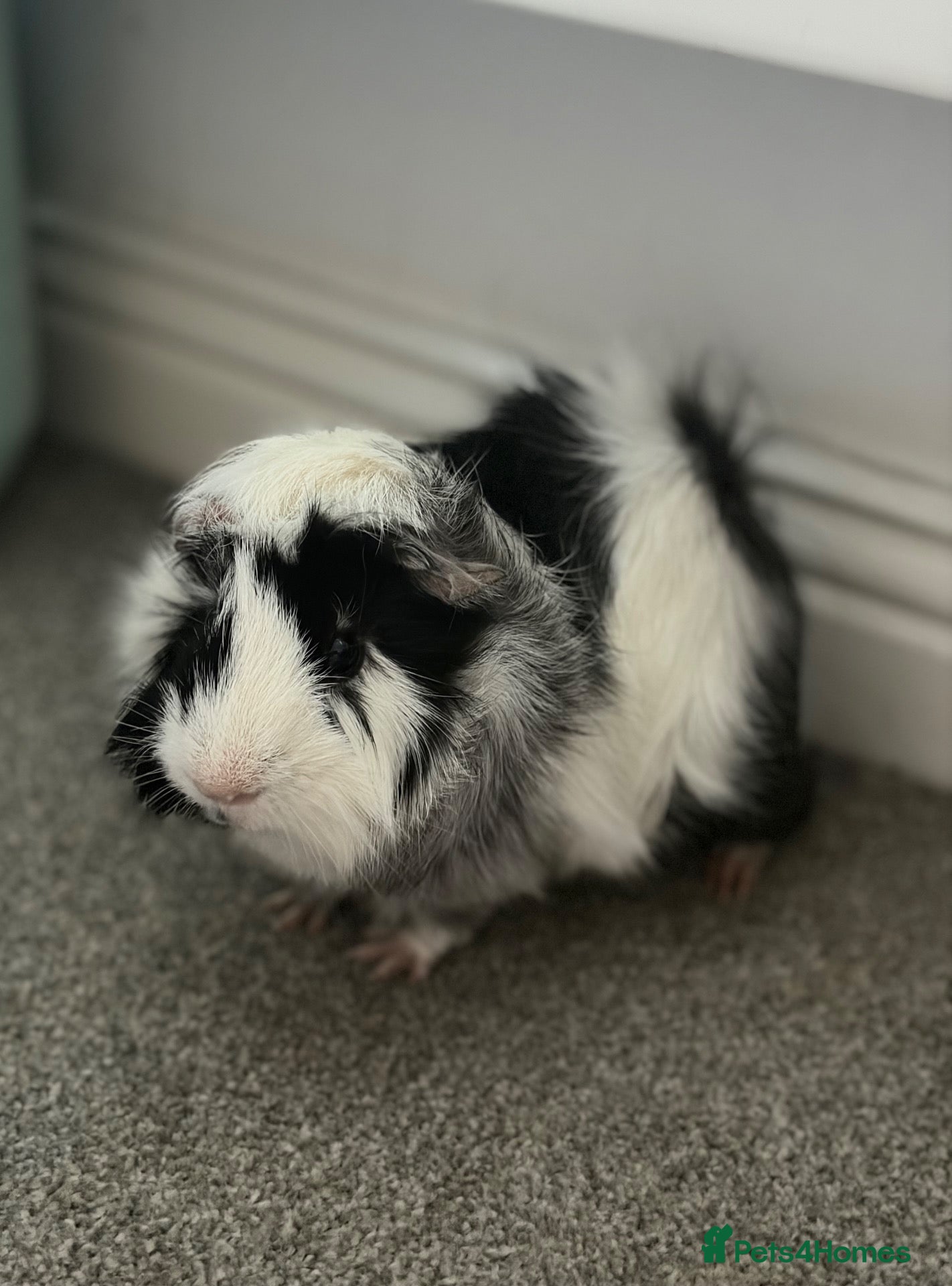 Guinea Pig rodents Male guinea pig - Advert 1