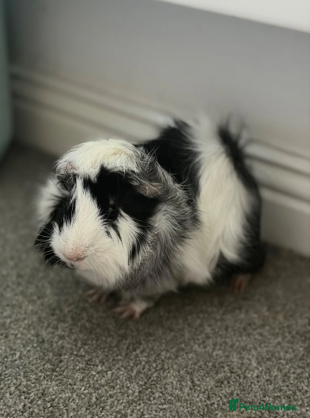 Guinea Pig rodents for sale: Male guinea pig in Lichfield - Advert 1