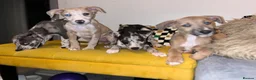 Lurcher dogs for sale: Indie & Murphy’s Love Story – The Next Chapter 🐾 - Advert 10