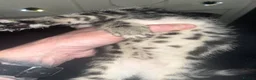 Bengal cats for sale: Beautiful Bengal cross Kittens for sale - Advert 4