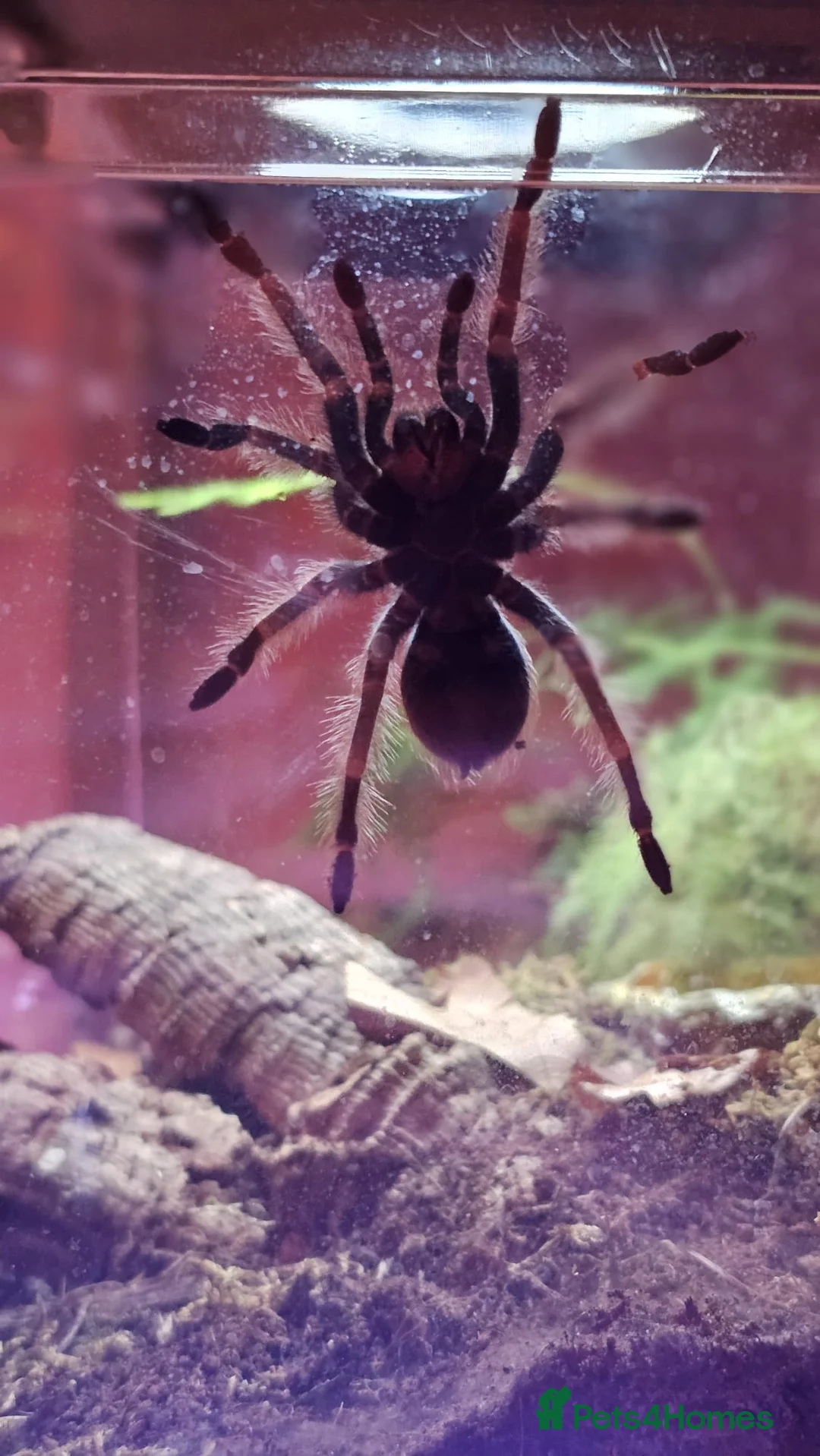 Tarantulas invertebrates for sale: Mexican Red-Knee Tarantula – Approx. 4 Years Old - Advert 4