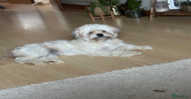 Shihpoo dogs - Advert 4