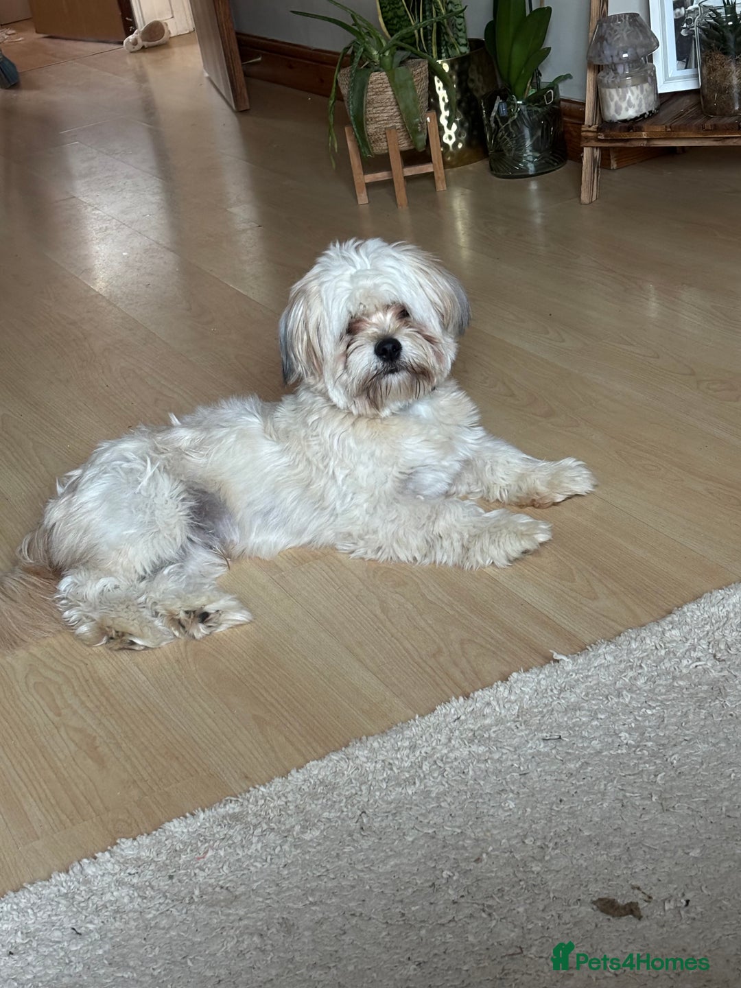 Shihpoo dogs for sale: Looking for a loving hone - Image 2
