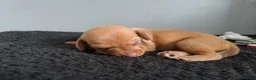 Chiweenie dogs for sale: Dachshund  - Advert 18
