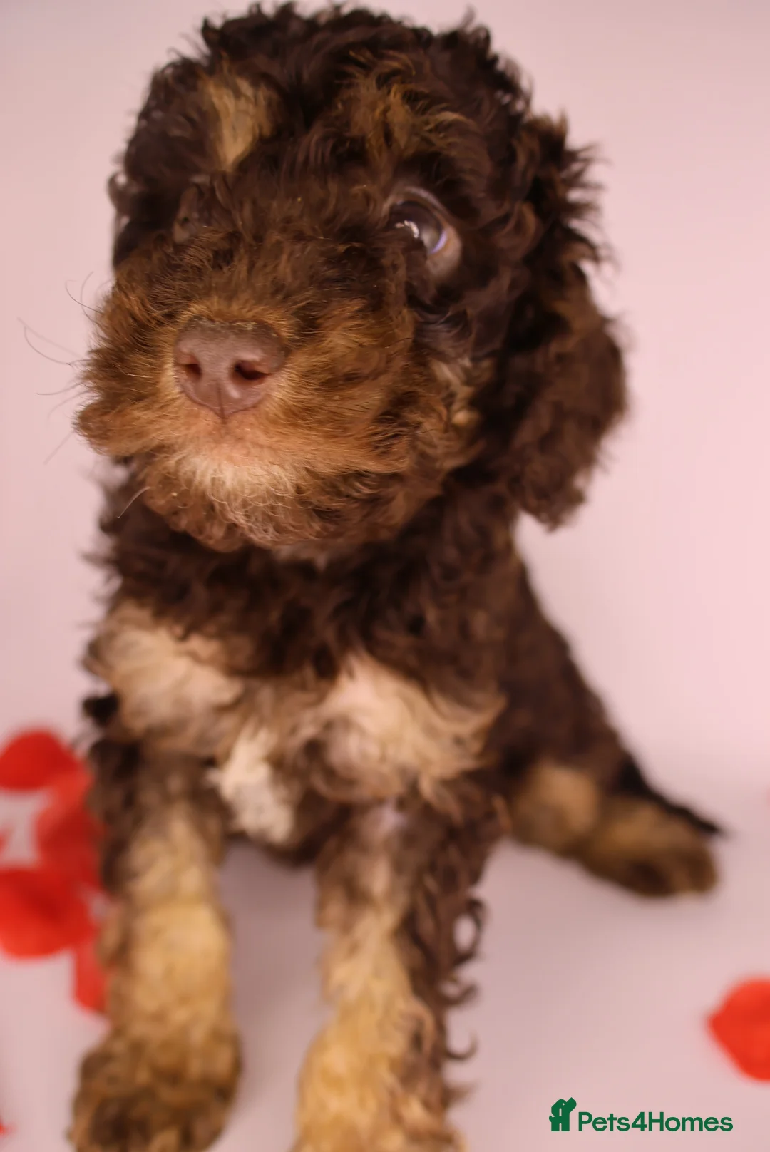 Cockapoo dogs for sale: Cute Miniature Cockapoo Babies - Advert 16