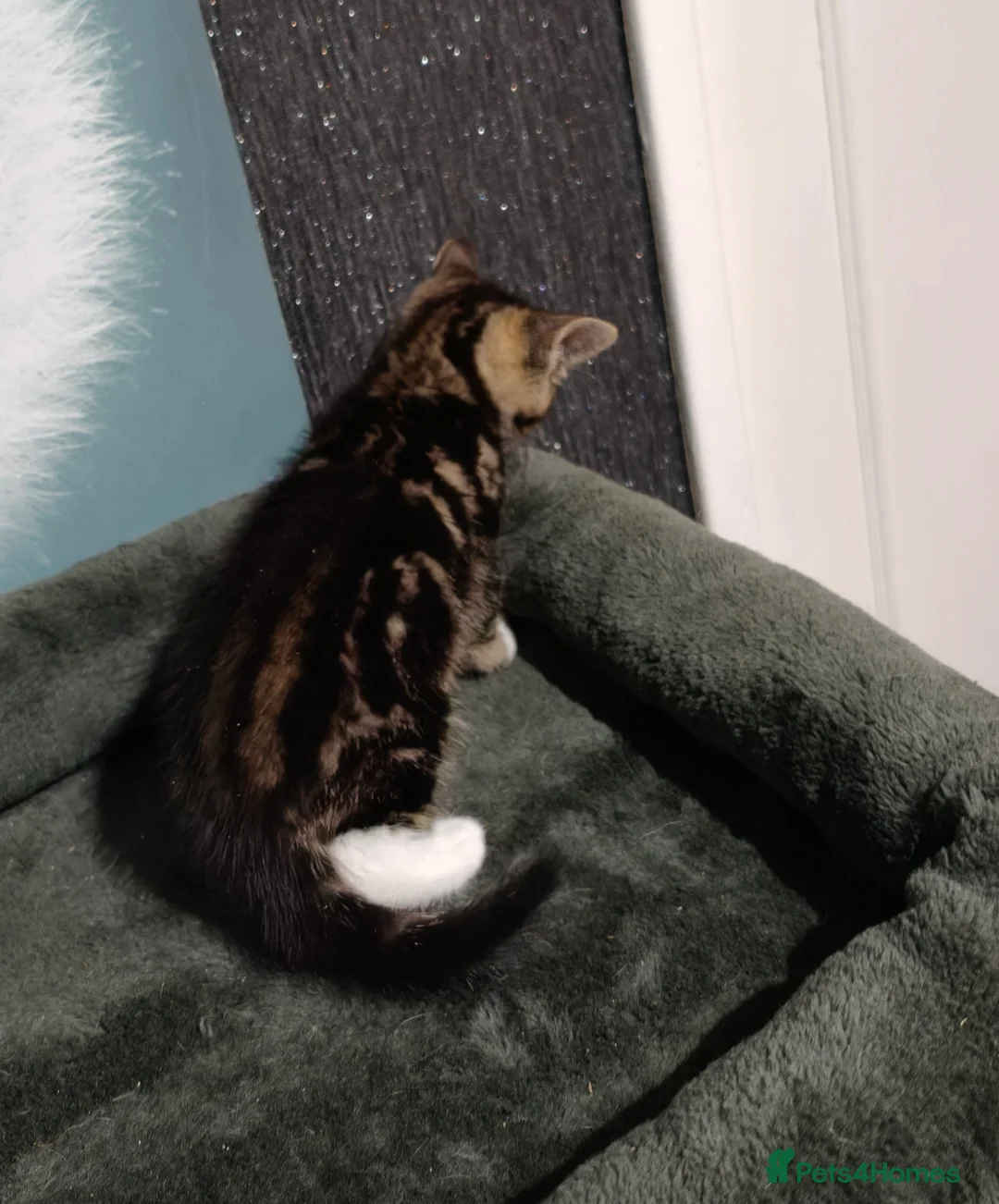 Mixed Breed cats for sale: 2 beautiful tabby kittens £80 each  - Advert 3