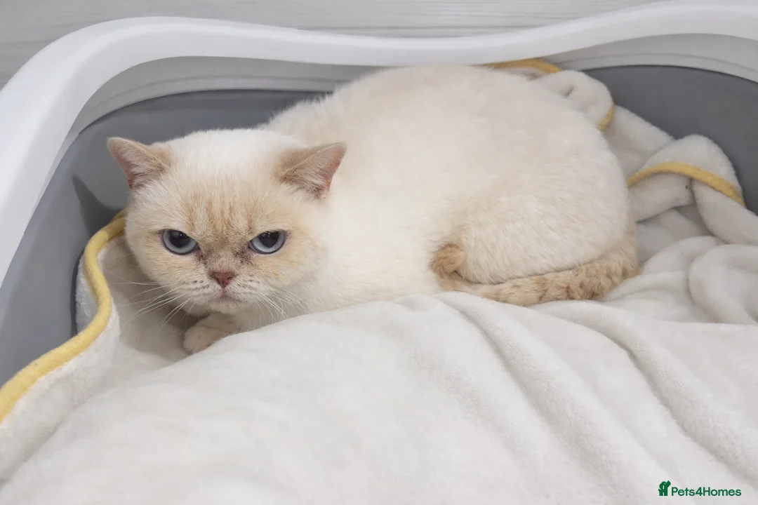 British Shorthair cats for sale: Male cream colourpoint  - Advert 2