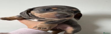 Miniature Dachshund Puppy 2