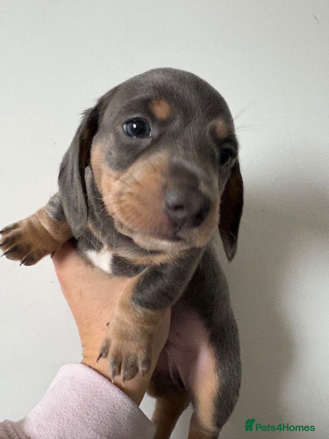 Miniature Dachshund dogs for sale: Beautiful Miniature dachshund pups  - Advert 5
