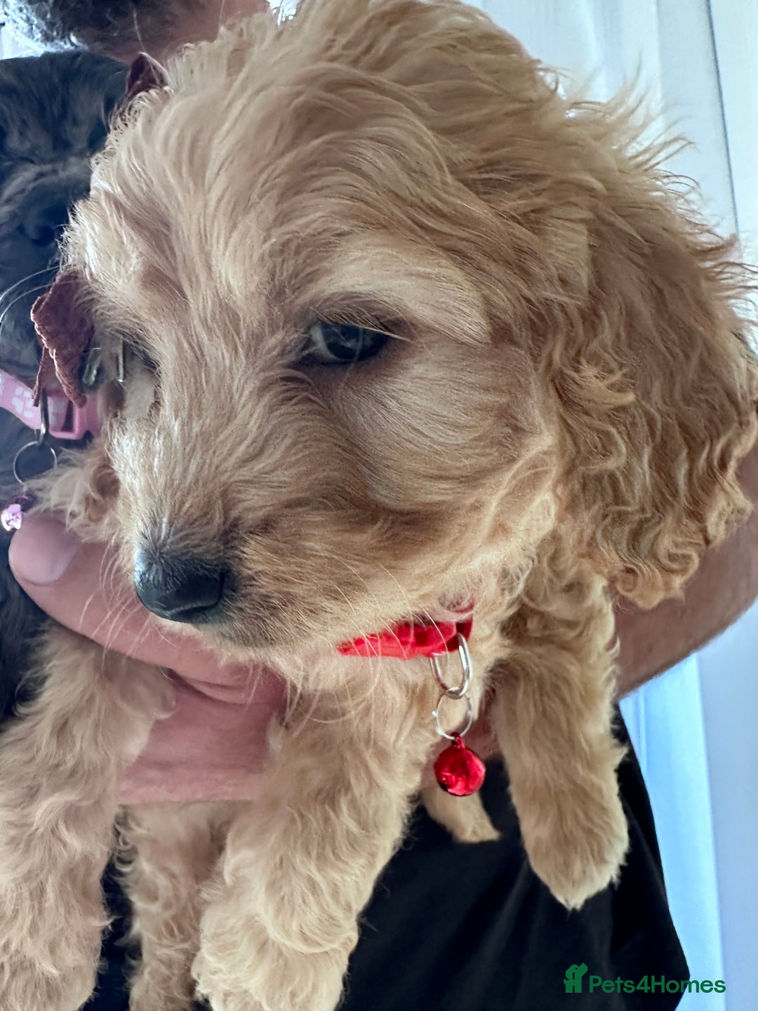Mixed Breed dogs for sale: Beautiful Sproodle puppies stunning  - Image 25